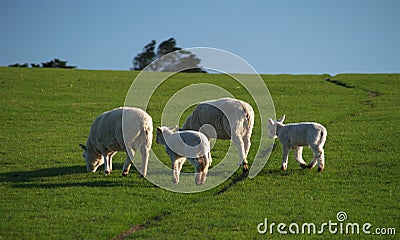 New Zealand sheep and lambs