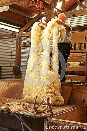 New Zealand wool