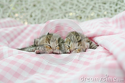 Newborn american shorthair kitten sleeping on table cloath