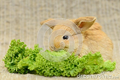 Newborn brown rabbit