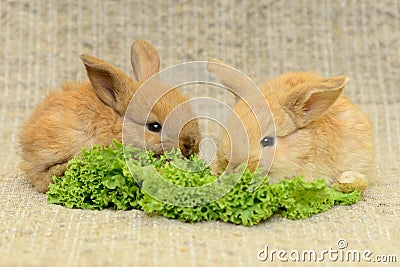 Newborn brown rabbit