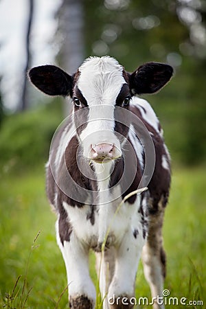 Newborn calf on green grass