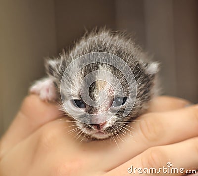 Newborn kitten