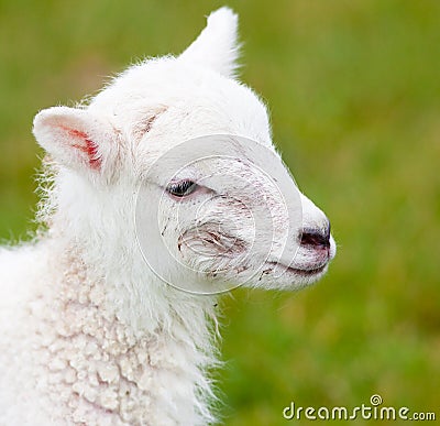 Newborn Lamb Close Up with Birth Mark