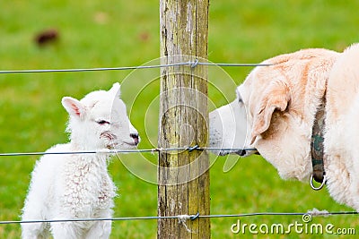 Newborn Lamb and Labrador Dog Sniffing Each Oth