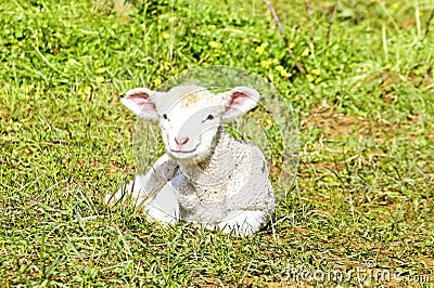 Newborn lamb in the meadow