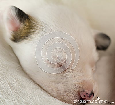 Newborn puppy sleeps