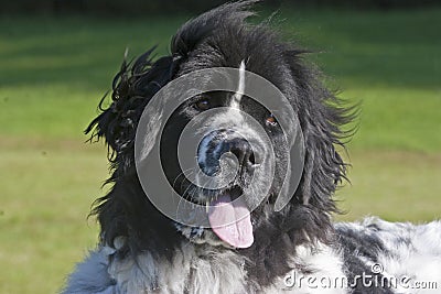 Newfoundland dog