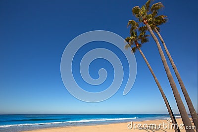 Newport beach California palm trees on shore