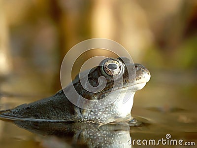 Nice frogs portrait in the forest pond