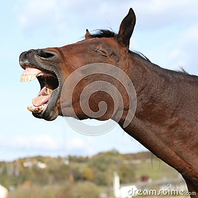 Nice kabardin horse yawning