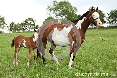 Nice Paint horse mare with filly