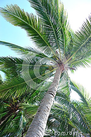Nice palm trees against sunny sky