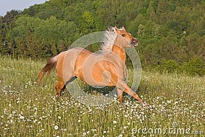 Nice palomino horse running