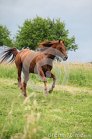 Nice Quarter horse stallion running on pasturage
