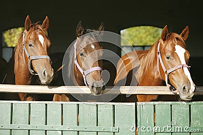 Nice thoroughbred horses in the stable Nice thoroughbred horses in the stable