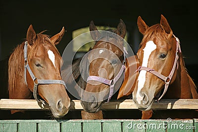 Nice thoroughbred horses in the stable Nice thoroughbred horses in the stable