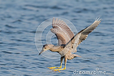 Is night heron to catch fish