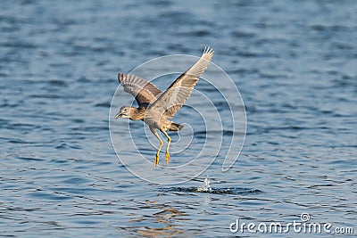 Is night heron to catch fish