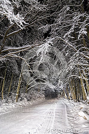 Night road in winter forest