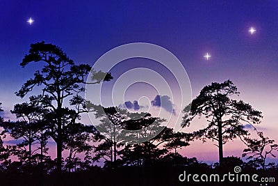 Night sky with silhouette tree