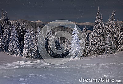 Night view of snow-covered fir trees