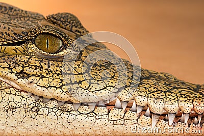 Nile crocodile