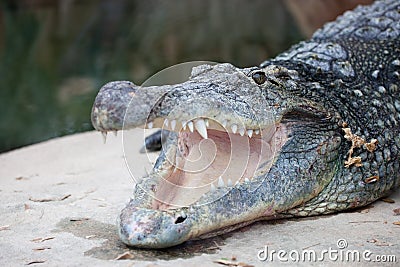 Nile Crocodile with Open Mouth