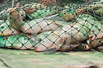 Nile tilapia fishes in the net