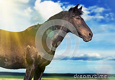 Horse in a sunny field