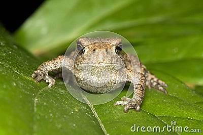 叶子<em>蟾蜍</em> 库存<em>照片</em> - <em>图片</em>: 10639800