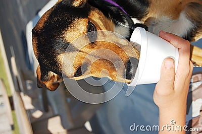 吃冰的奶油<em>色狗</em> 库存<em>照片</em> - <em>图片</em>: 17670243