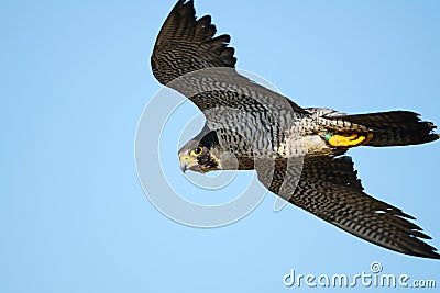<em>猎鹰</em>游隼 库存<em>照片</em> - <em>图片</em>: 20445243