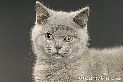 英国猫灰白头发的短小 免版税库存图片 - 图片