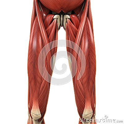 上部腿肌肉解剖学 免版税库存照片 - 图片: 327