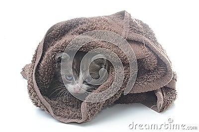 在棕色毛巾的逗人喜爱的小猫 免版税库存照片