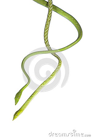 翠青蛇 库存照片 - 图片: 35197523