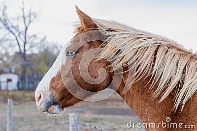 蓝眼睛的<em>马头</em>外形 库存<em>照片</em> - <em>图片</em>: 35936940