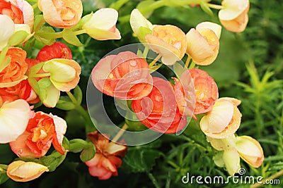 秋海棠花在庭院里 免版税库存图片 - 图片: 362