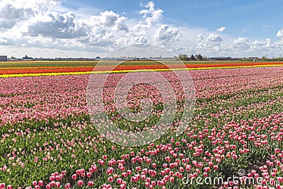 qq农场郁金香怎么获得_qq农场郁金香_qq农场郁金香