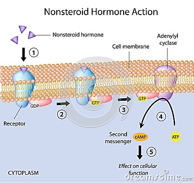 Non steroid based hormones