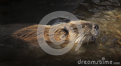 North American Beaver in the Water