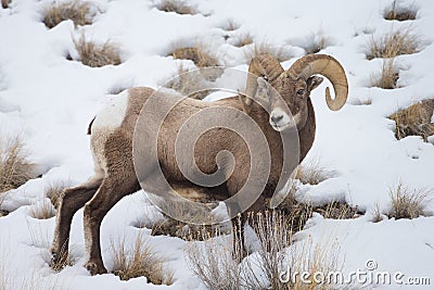 North American Big Horn Sheep