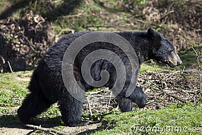 North American Black Bear Cub