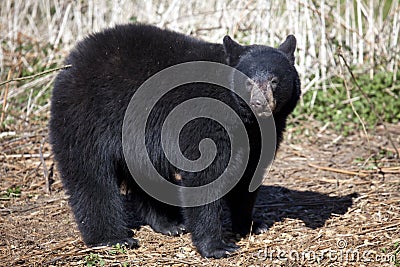 North American Black Bear