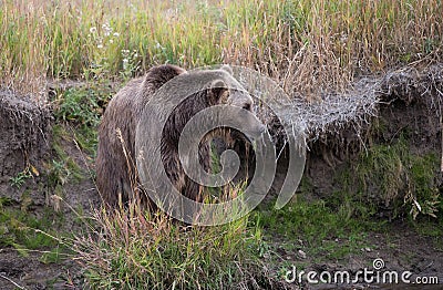 North American Brown Bear - Grizzly