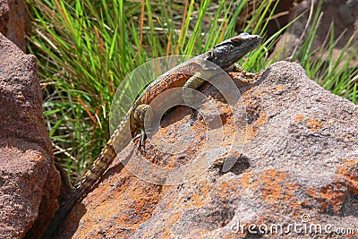 Northern Crag Lizard (Pseudocordylus transvaalensis)