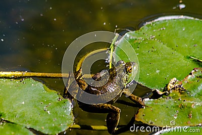 Northern Green Frog in Water