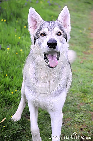 A northern inuit wolf dog