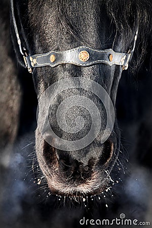 Nose of black horse close-up